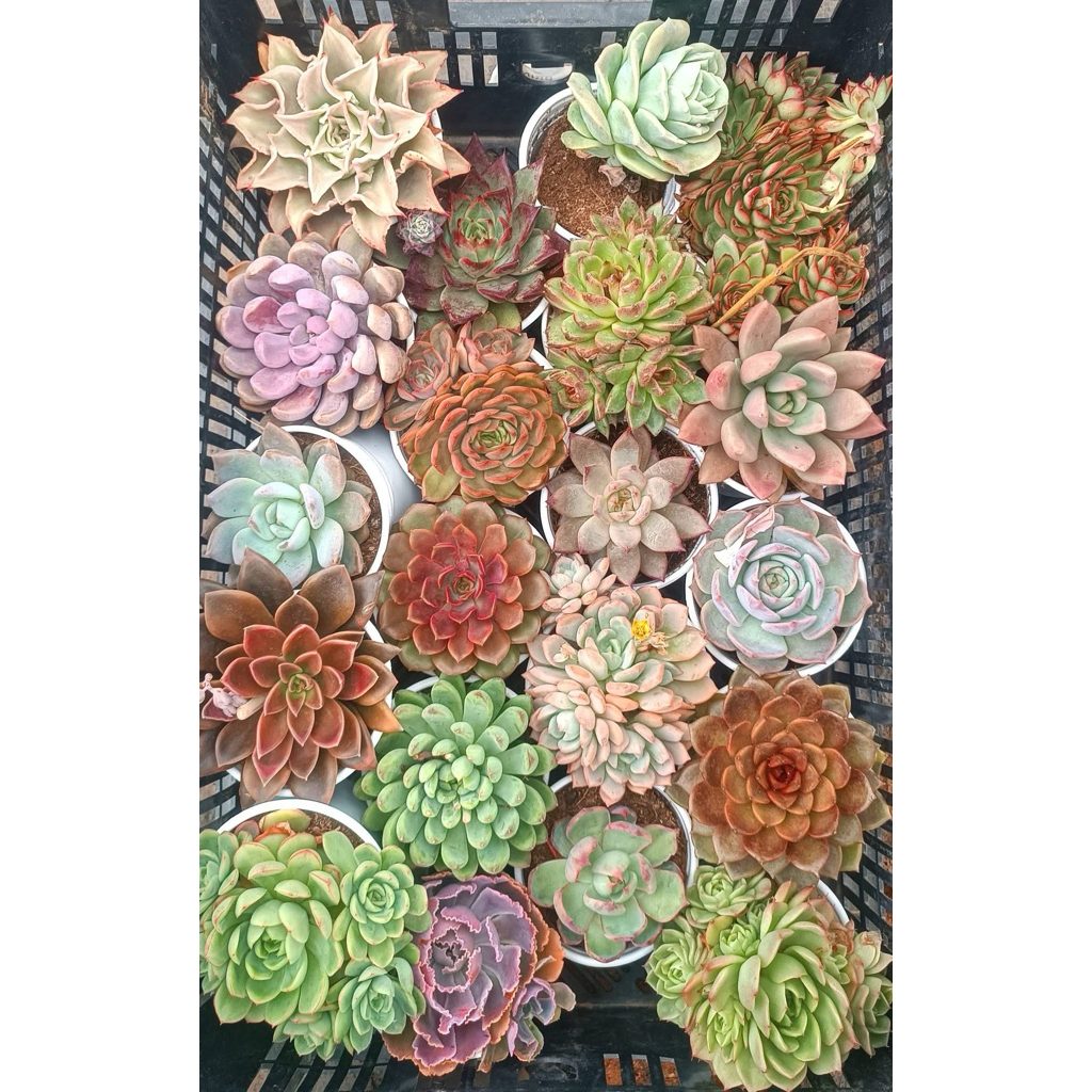 (TẶNG SỎI) Sen Đá size to 10-15cm Đẹp Khoẻ, Rễ Cứng Cáp - GIAO NGẪU NHIÊN