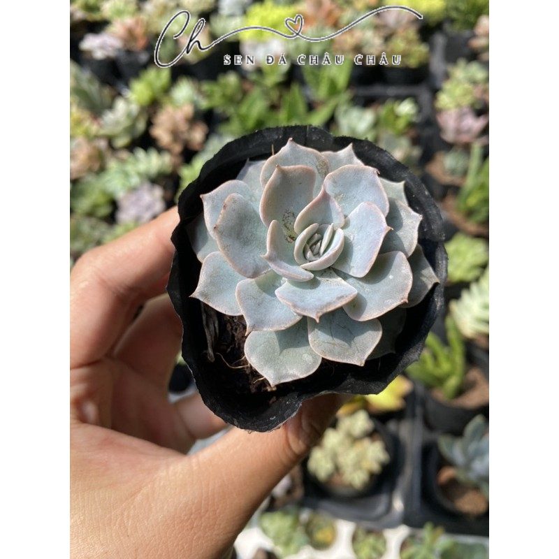 Sen Đá Hồng Phấn 5cm