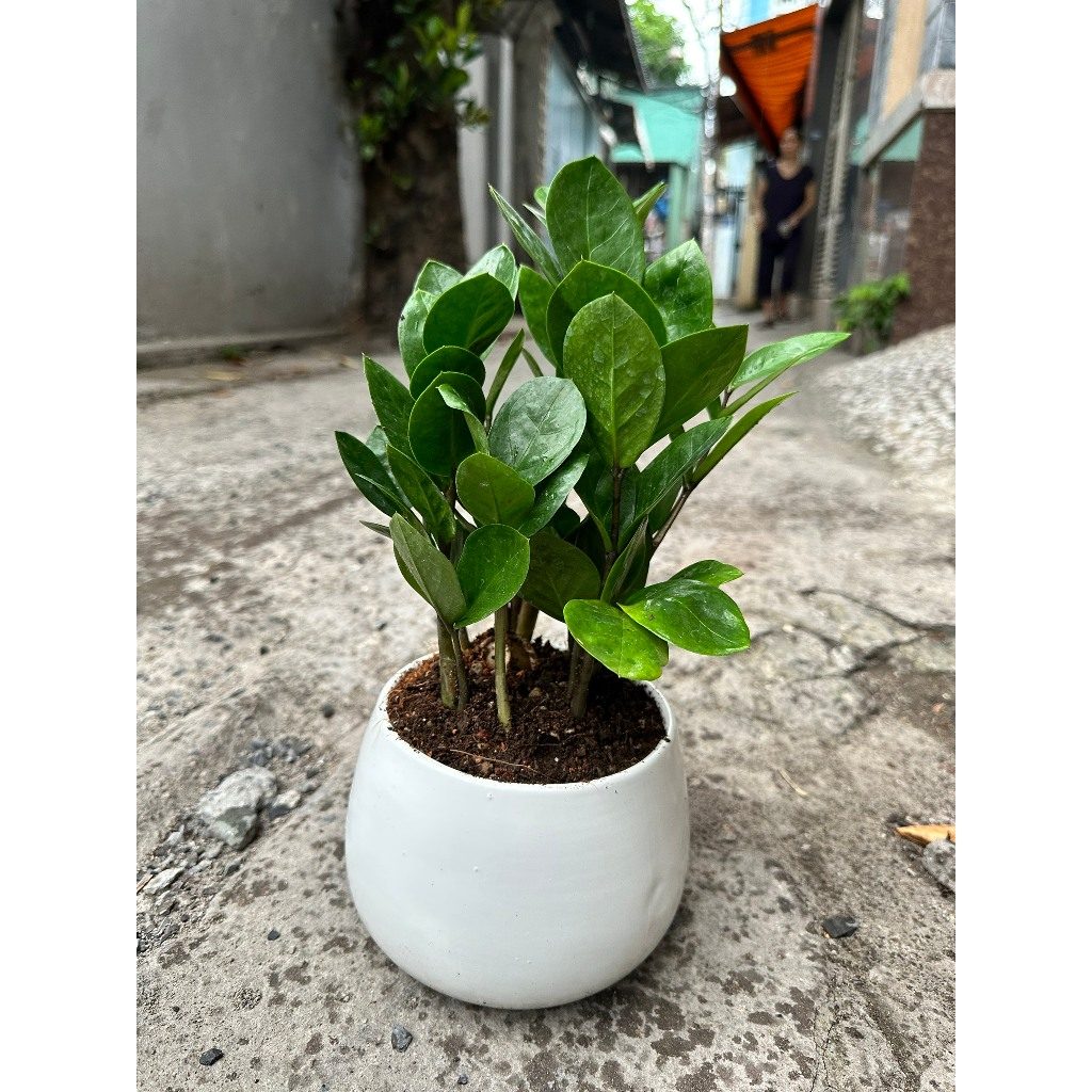 Chậu Sứ Tròn, Men Bát Tràng Cao Cấp, Chậu Có Decal Hình Xinh Xắn