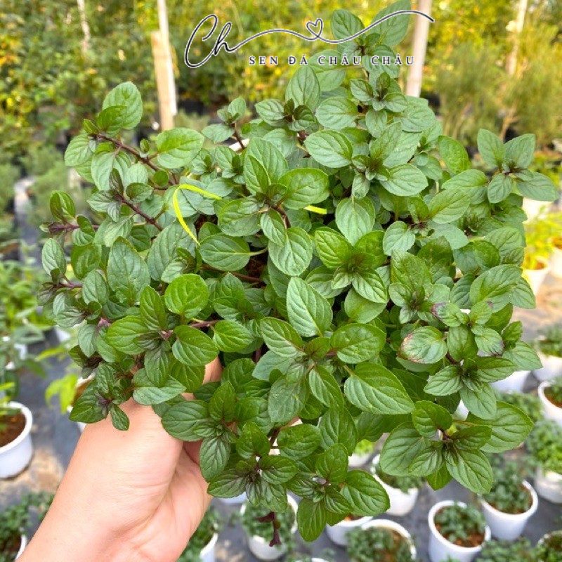 BẠC HÀ CHOCOMINT (CHOCOLATE MINT) - CHUẨN THƠM ĐÚNG MÙI