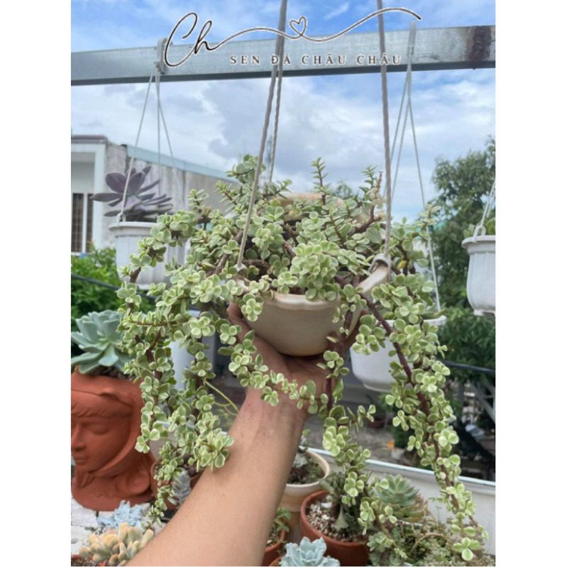 (Bigsize) Sen đá Đô la trắng dáng bonsai cổ thụ siêu đẹp - dola, đôla, dolla trắng