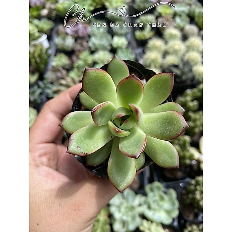 Sen đá Ếch Lửa 5cm - Đầu viền đỏ rực
