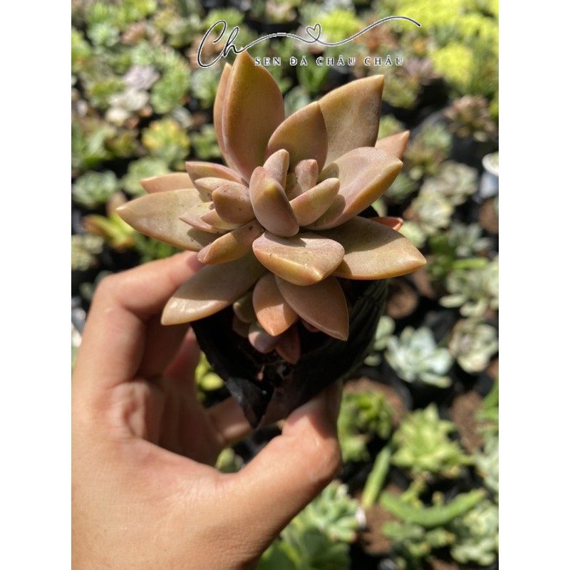 SEN ĐÁ ĐỎ-SIZE BẦU (5-7CM)-GIỐNG PHỔ THÔNG DÀNH CHO CÁC BẠN MỚI TẬP TRỒNG SEN ĐÁ
