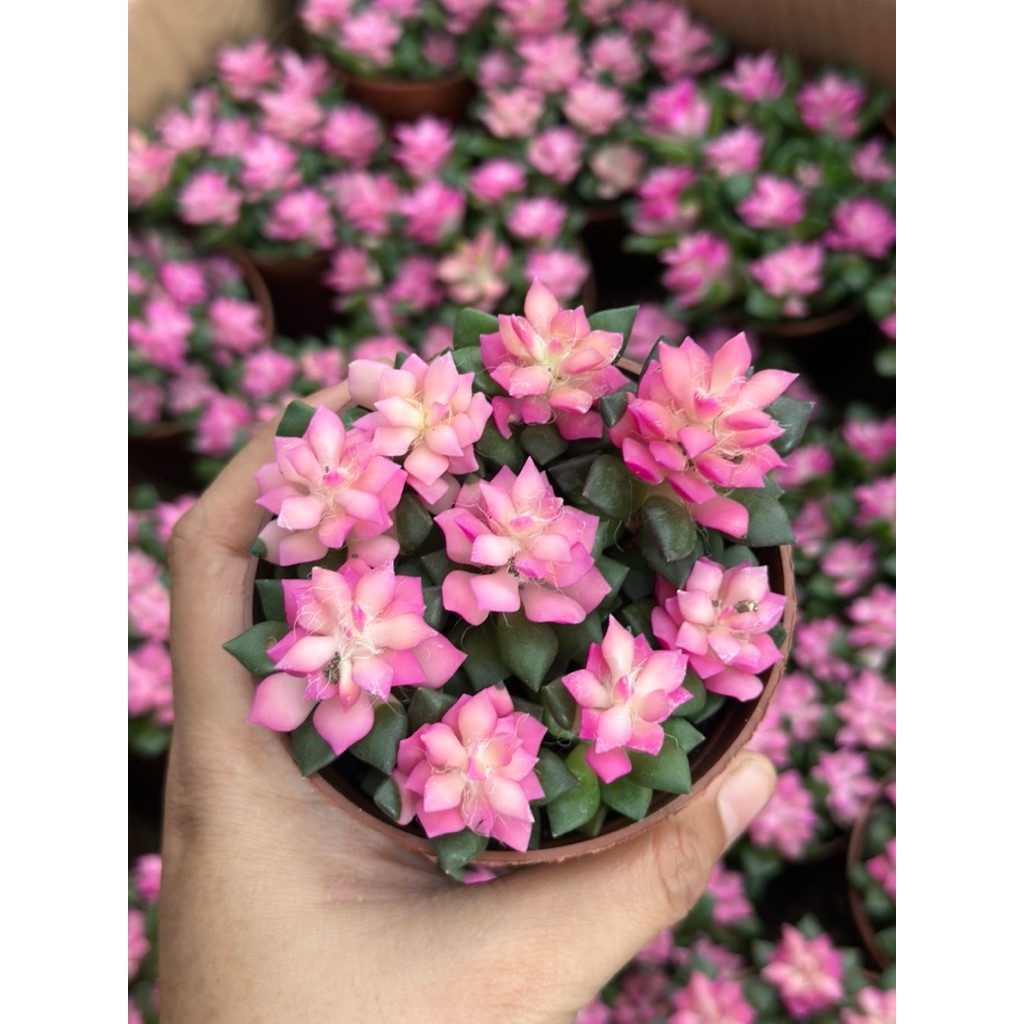 (Hoả tốc) SEN ĐÁ HỒNG SAO BỤI 10CM LỚN