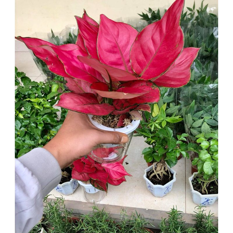 Chậu cây Hồng Vạn Lộc nhập khẩu - Màu đỏ rực tự nhiên - Hợp mệnh Hoả và mệnh Thổ