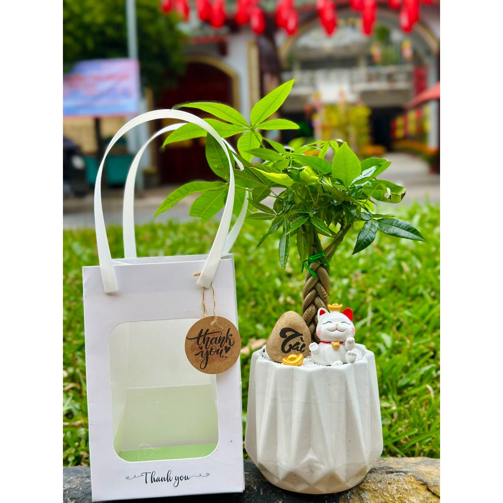 (Hoả tốc) Chậu sứ kim phát tài - kim ngân - cây tài lộc dễ chăm sóc
