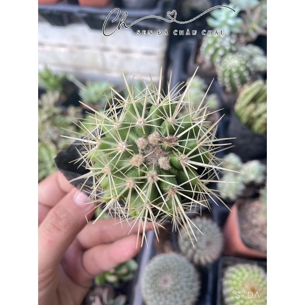 Xương rồng Kim Hổ 5cm - Echinocactus grusonii Golden Barrel Cactus