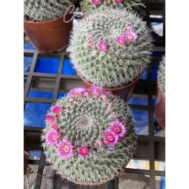 Xương Rồng Bánh Sinh Nhật 10cm