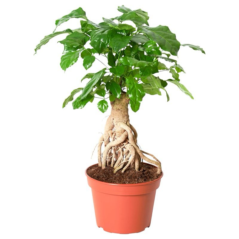 🌿 Chậu cây HẠNH PHÚC trưng văn phòng, bàn làm việc
