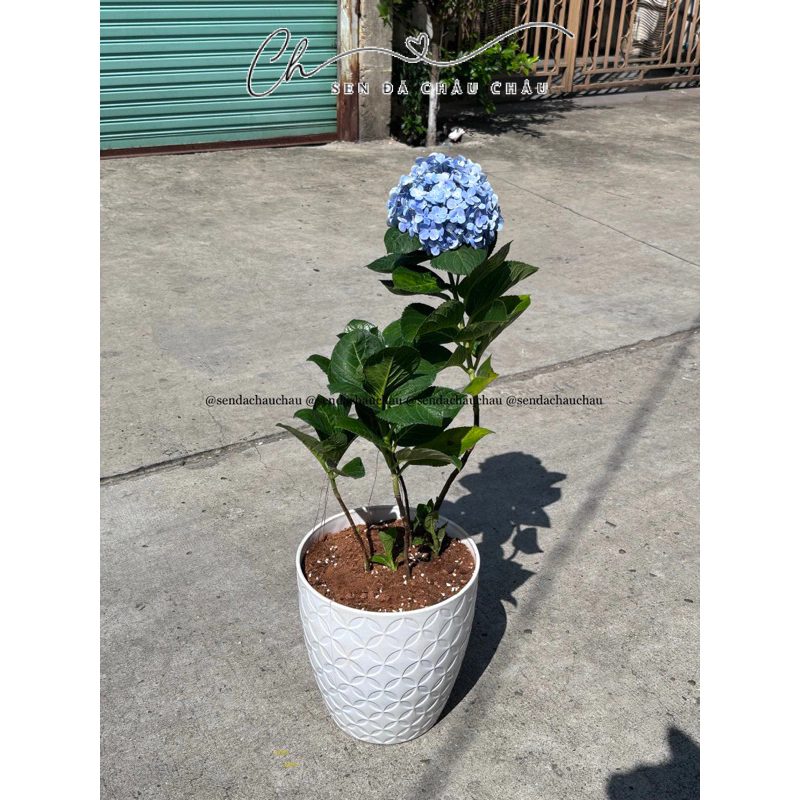(HCM) Hoa Cẩm Tú Cầu Trồng Chậu - Cây cao, chắc rễ, sống ổn định