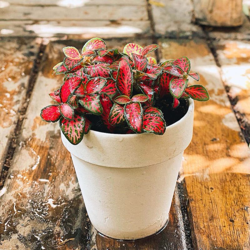 Chậu sứ / chậu đất nung LÁ MAY MẮN ĐỦ MÀU - FITTONIA, LÁ CẨM NHUNG (TẶNG PHỤ KIỆN CUTE)