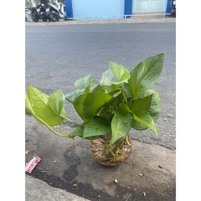 CÂY TRẦU BÀ TRỒNG THUỶ SINH, TRỒNG CHẬU SỨ - CÂY VẠN NIÊN THANH
