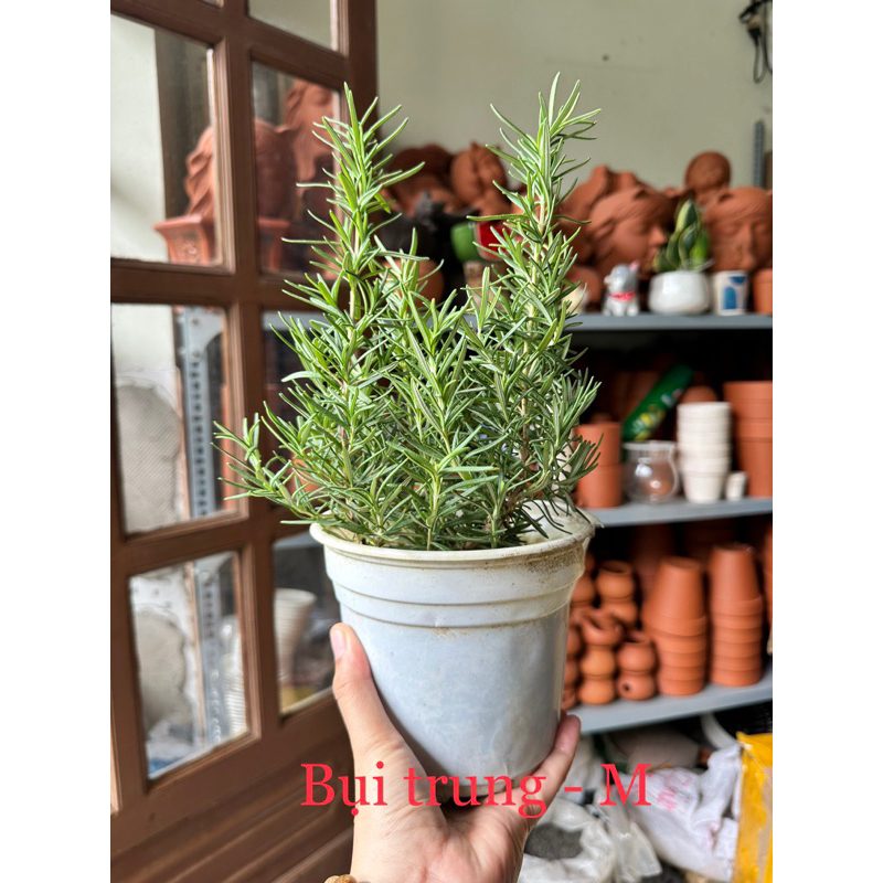(SIÊU RẺ) Combo chậu nhựa Hương Thảo Bụi To , Rễ Cứng - ROSE MARY