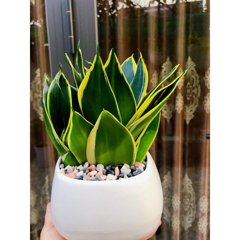 CÂY LƯỠI HỔ THÁI VÀNG - TẶNG BẢNG ĐEN & SỎI
