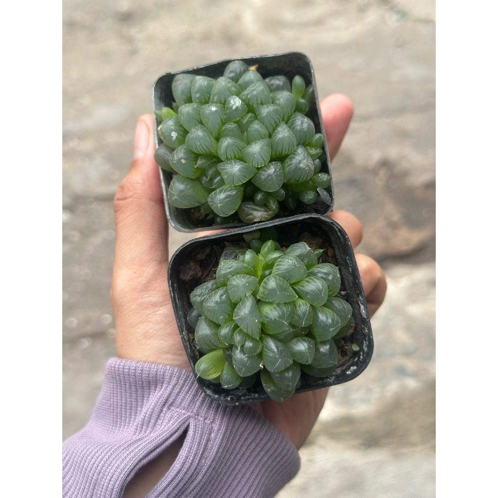 🔥 combo 2 Sen Đá Cooperi màu thuần tự nhiên - Sen đá Kim Cương, Sen đá Ngọc, Haworthia Cooperi, Sen Kim Cương