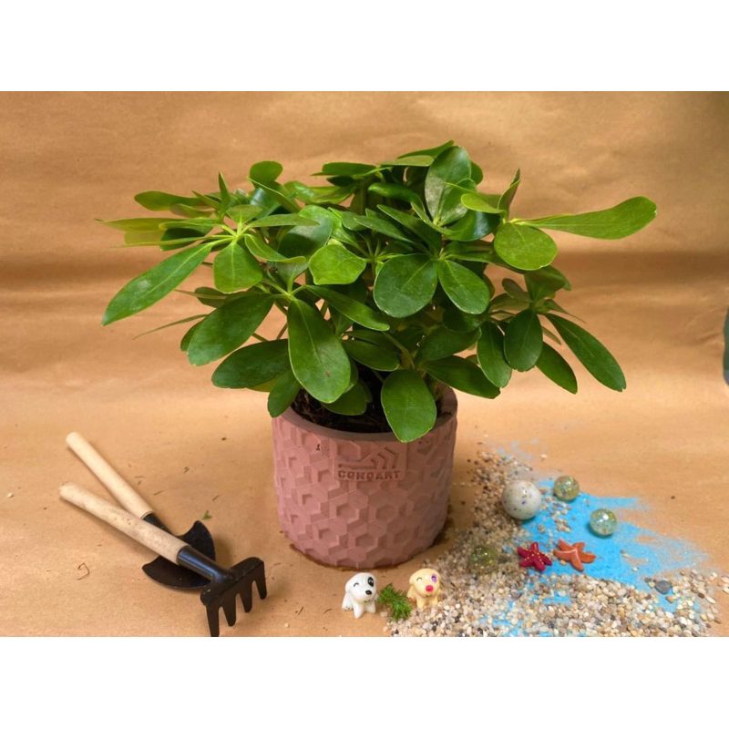 Cây Ngũ Gia Bì 3-5 nhánh - Trồng Chậu Sứ 10x9cm - Để bàn, văn phòng, dễ trồng - Sen đá Châu Châu