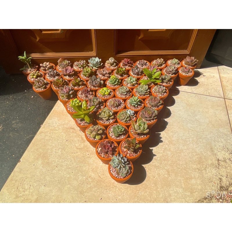 Quà Cưới - 50 Chậu Sen Đá Mini - Tặng Khách Siêu Dễ Thương