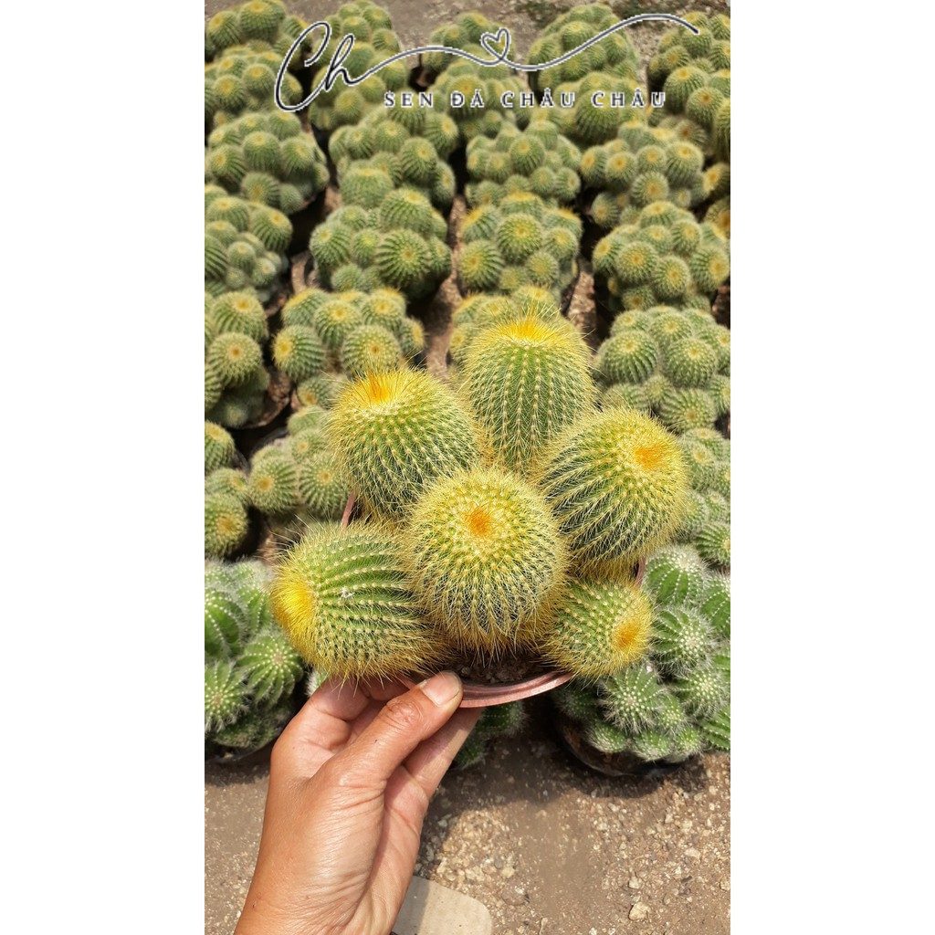 Xương Rồng Bóng Đơn Bụi 13cm