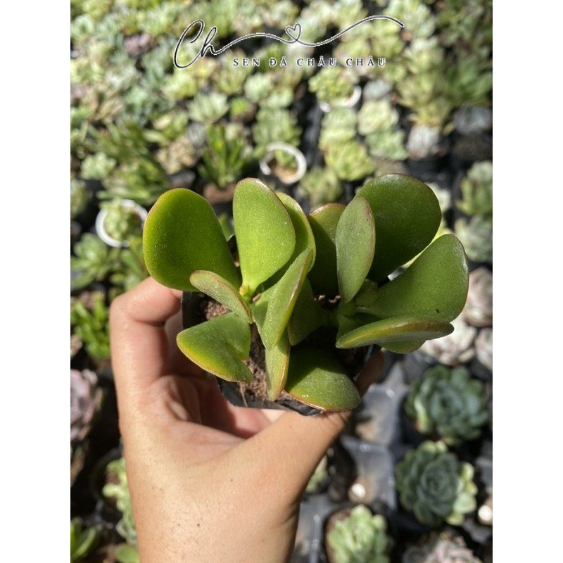 Sen Đá Thạch Bích 5cm