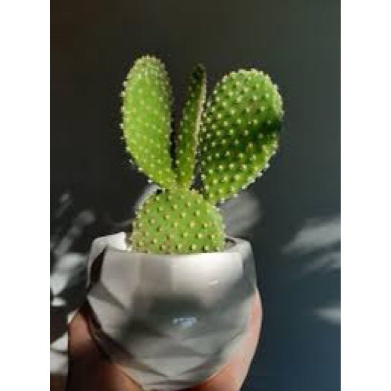 XƯƠNG RỒNG TAI THỎ - BUNNY EAR CACTUS