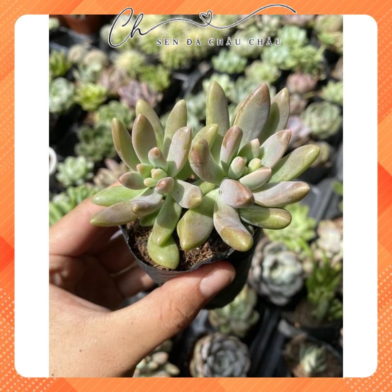 Sen Đá Pha Lê Hồng 5cm