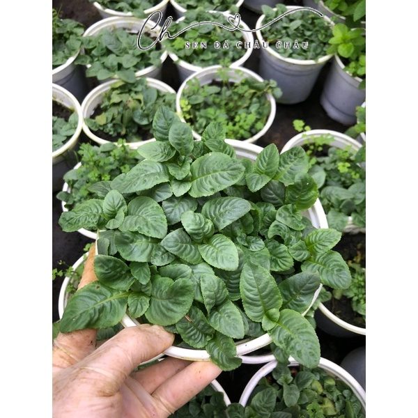 Cây Quế Vị - Rau Xá Xị - Món Đặc Trưng Vùng Núi Rừng