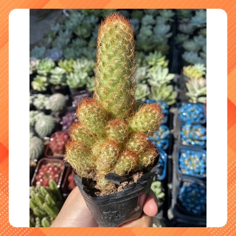 XƯƠNG RỒNG TRỤ THIÊN - NHẢY CON SIÊU NHIỀU