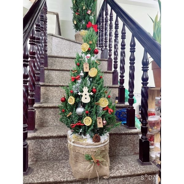 (ĐẶT TRƯỚC 1 NGÀY) Cây Sơn Tùng - Tùng Thơm NOEL 40-150cm Giá Vườn, Trang Trí Giáng Sinh Rất Đẹp