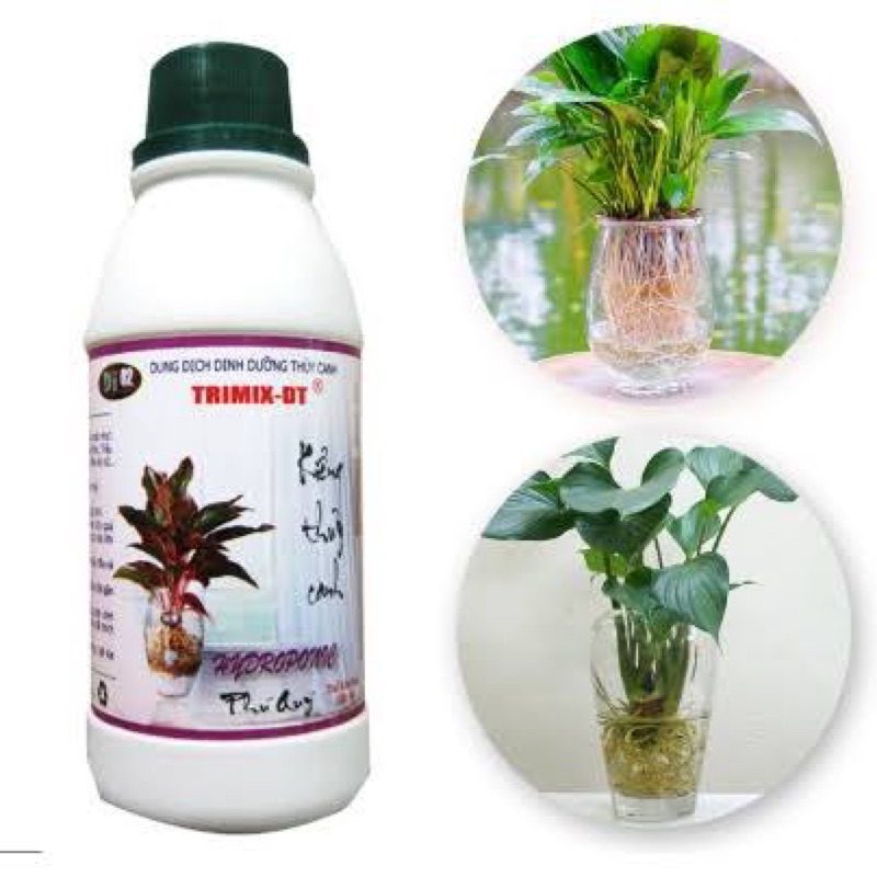 Chậu thuỷ tinh Trúc Phát tài Có Gấu Trúc Leo Lên - Trúc Xoắn - Cây nhựa cắm vào nước - Hoa giả