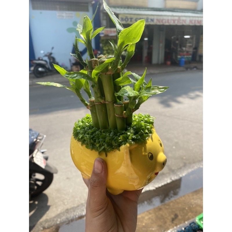 Chậu cây TRÚC PHÁT LỘC, PHÁT TÀI - TẶNG CHẬU SỨ KIỂU