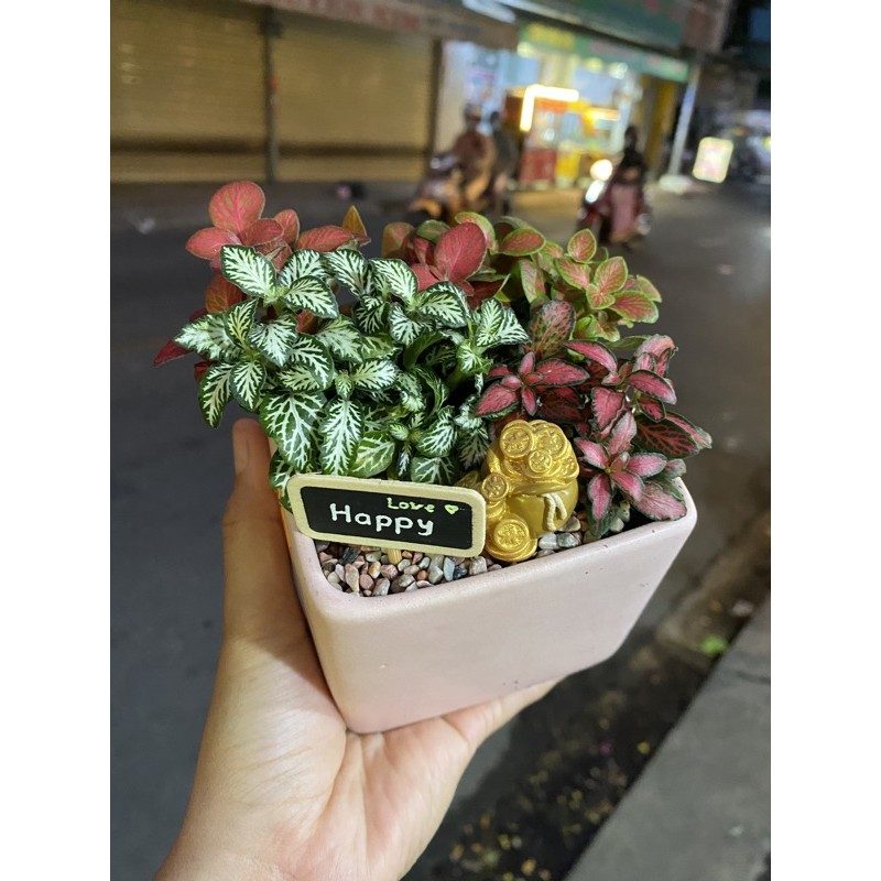 (Giao đơn từ 30K) DĨA LÓT CHẬU CÂY TRÒN, VUÔNG- ĐẦY ĐỦ KÍCH THƯỚC!