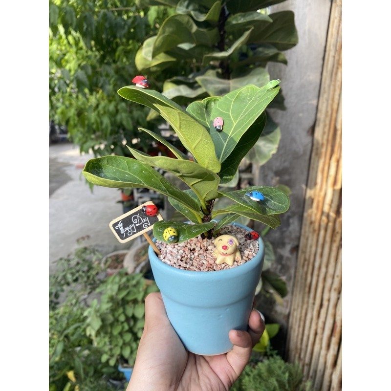 Chậu sứ BÀNG SINGAPORE MINI (TẶNG BẢNG)