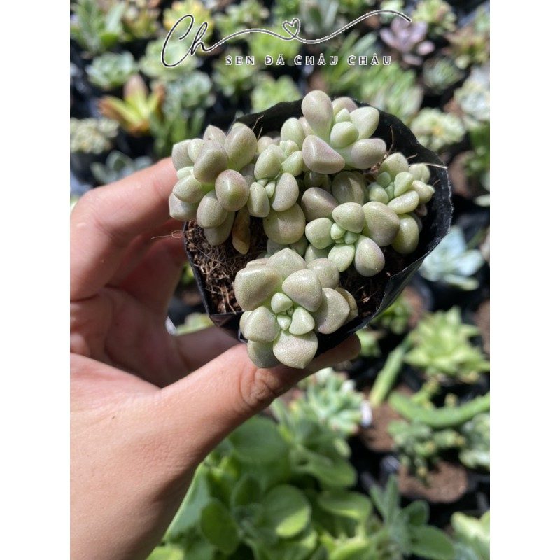 Sen Đá Kim Tuyến 5cm