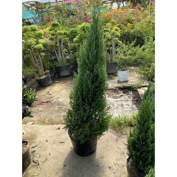 🌲 (Siêu Rẻ) Sơn Tùng - Tùng Thơm lớn cao 90-180cm - Cây Thông Noel Trang Trí Vintage, Giá Vườn, Cây Thông Giáng Sinh