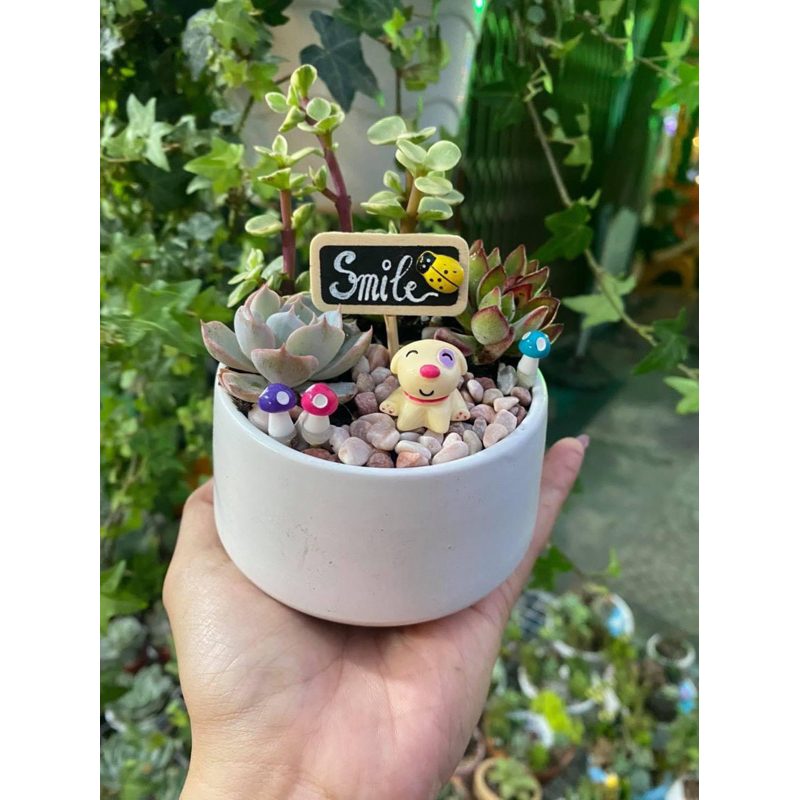 Chậu cây Sen Đá Mix Mini Siêu Xinh Xắn - Tặng Quà Sinh Nhật, Người Thân, Bạn Bè - Sen đá đẹp,đủ loại, ngẫu nhiên tuỳ đợt