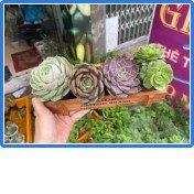 Combo CHẬU VÀ SEN ĐÁ 7-8cm ĐẸP, KHOẺ, RẤT DỄ TRỒNG