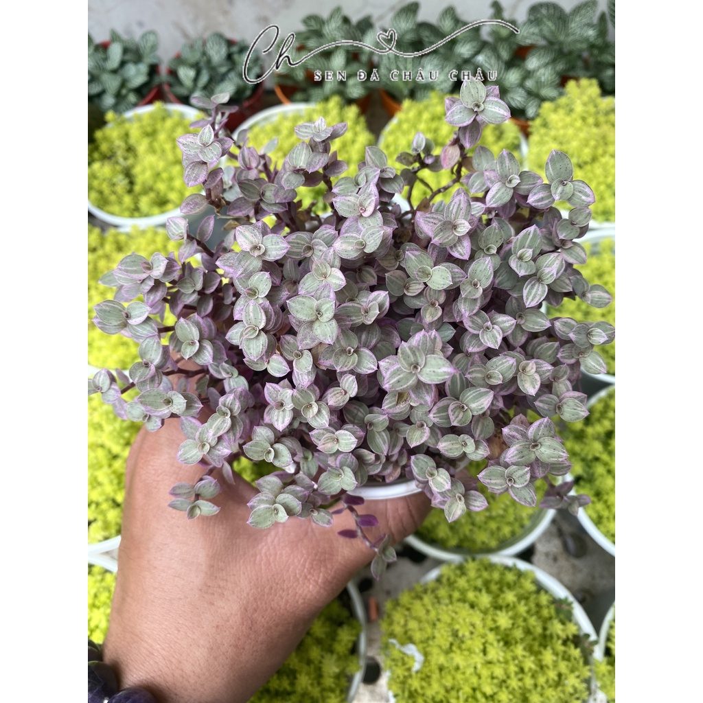 Sen đá Pink Lady, Pinky hồng bụi 10cm siêu xinh xắn, dễ chăm sóc - Thài lài tím (Callisia repens Pink Lady)