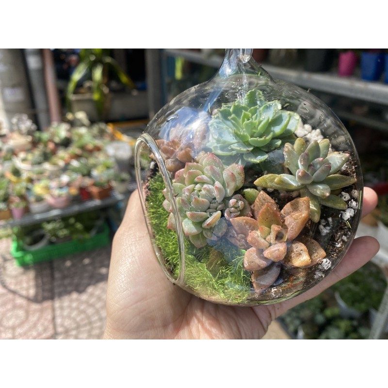 CHẬU THUỶ TINH TRÒN TRỒNG SEN ĐÁ