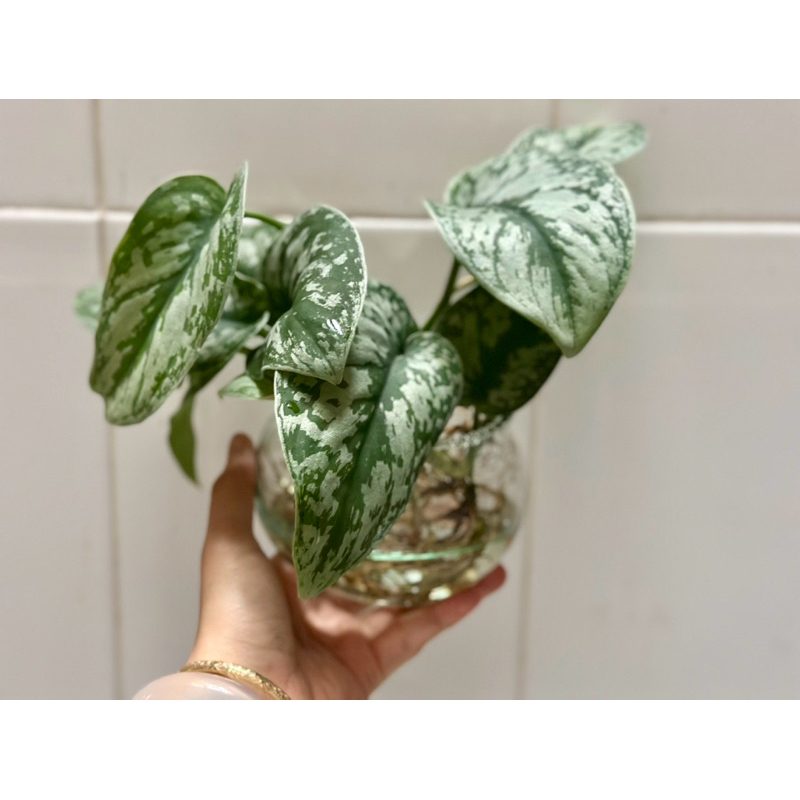 Chậu thuỷ sinh Trầu Bà Lụa - Chậu cây để bàn dễ trồg