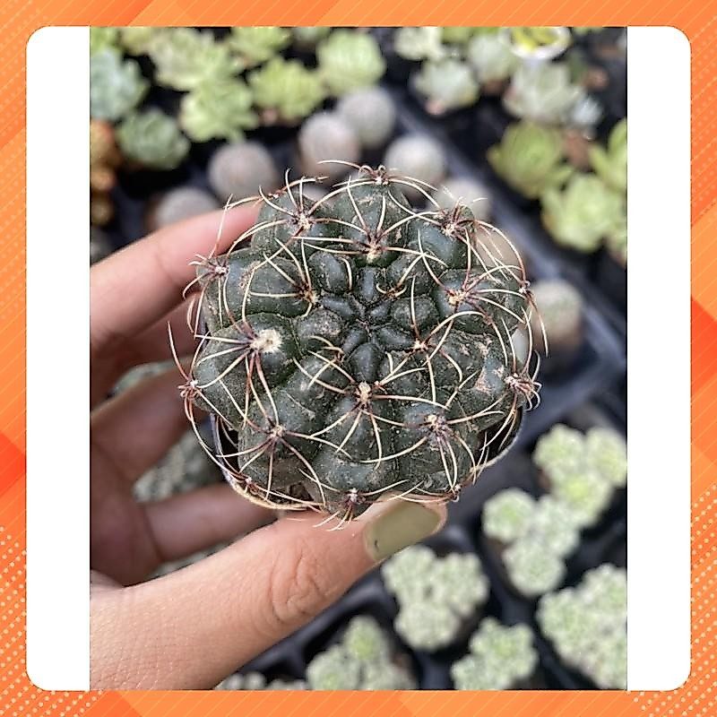 Xương rồng Thần long 5cm