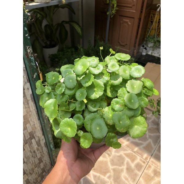(HCM) CÂY CỎ ĐỒNG TIỀN - RAU MÁ NHẬT - Rất dễ trồng 💓