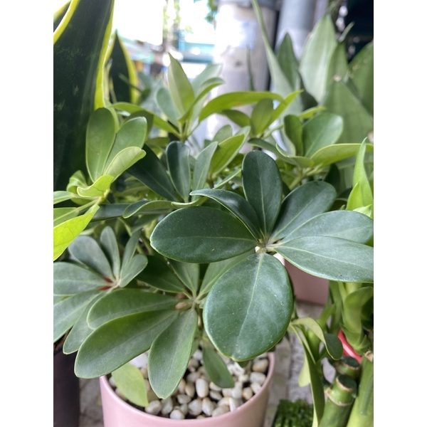Chậu cây Ngũ Gia Bì Mini - Tặng Sỏi