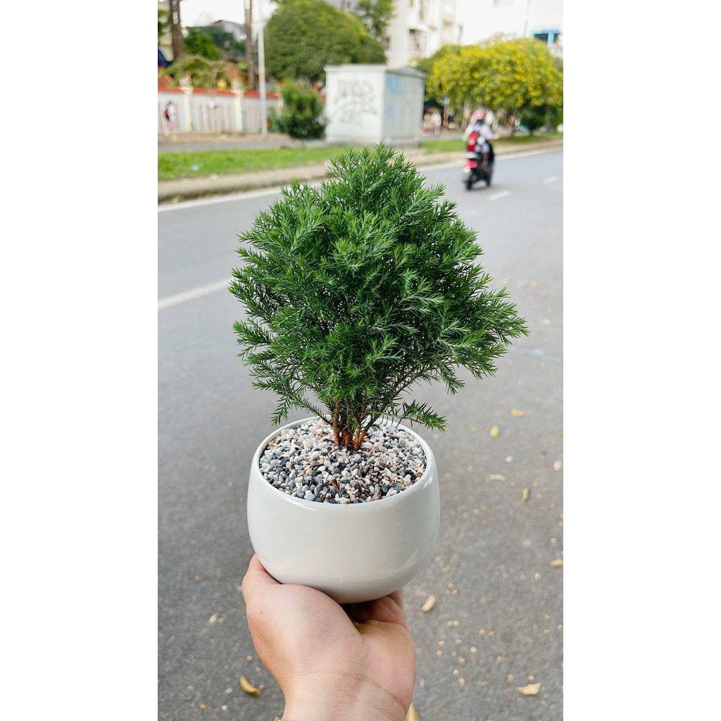 (Hoar tốc - tặng sỏi) Tùng Bồng Lai - Cây To Đẹp, Dễ Trồng - Tùng Noel, Tùng để bàn, Cây tùng bồng lai