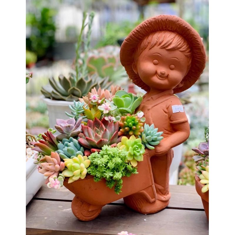 CHẬU MIX SEN ĐÁ XINH XẮN THEO YÊU CẦU (CHẬU BIGSIZE) - KHÁCH ĐƯỢC CHỌN MẪU