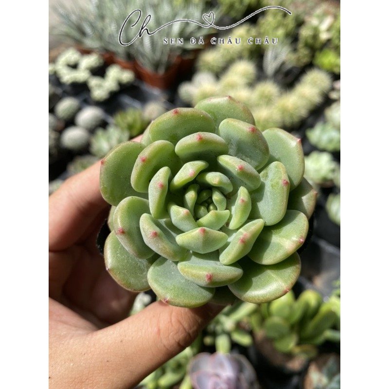 Sen Đá Bánh Bao Xanh 5cm - Đầu Chớm Đỏ