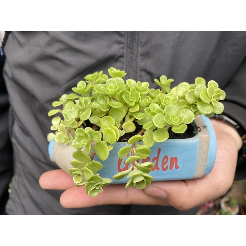 Sen đá Sedum vảy cá - Sen đá vảy rồng