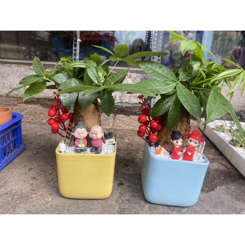 Chậu sứ cây KIM NGÂN 3 gốc - TẶNG SỎI