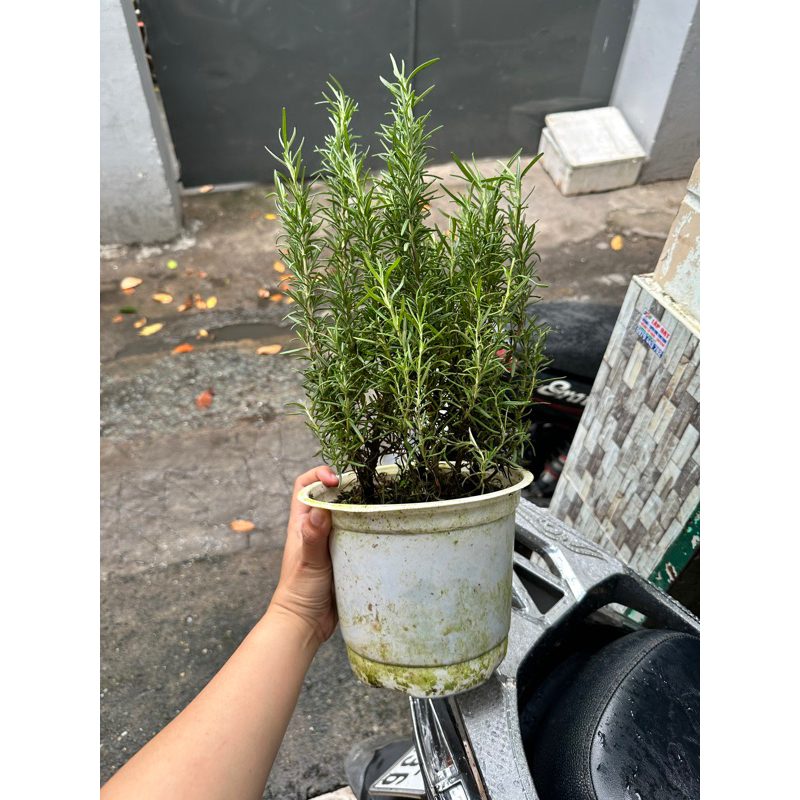 CÂY ROSEMARY - HƯƠNG THẢO BỤI LỚN 25-30cm