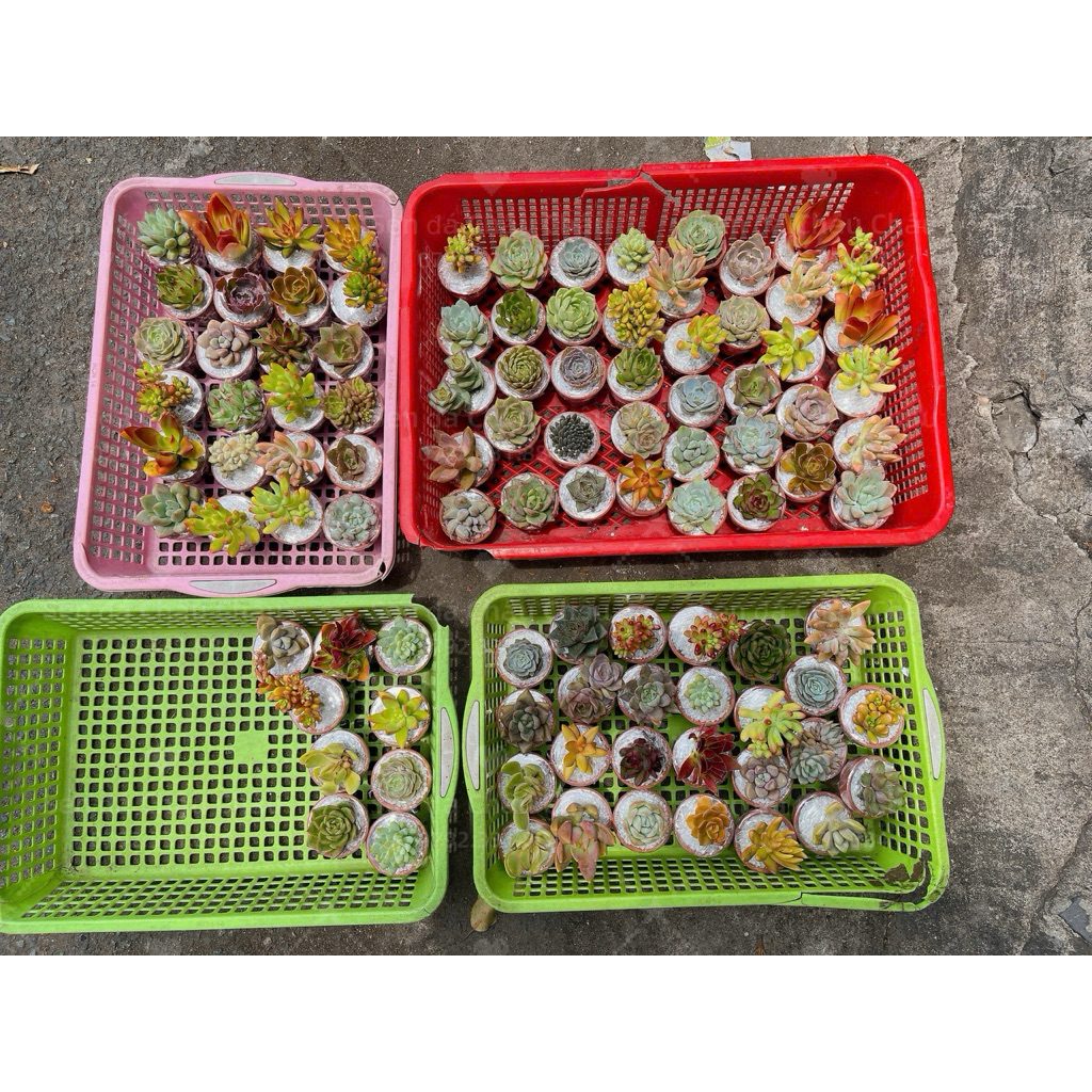 (Siêu rẻ - Hoả tốc) Combo 5 Chậu + Sen Đá (TẶNG ĐẤT + SỎI về tự trồng) / Combo Cho Người Mới 🔥🔥🔥