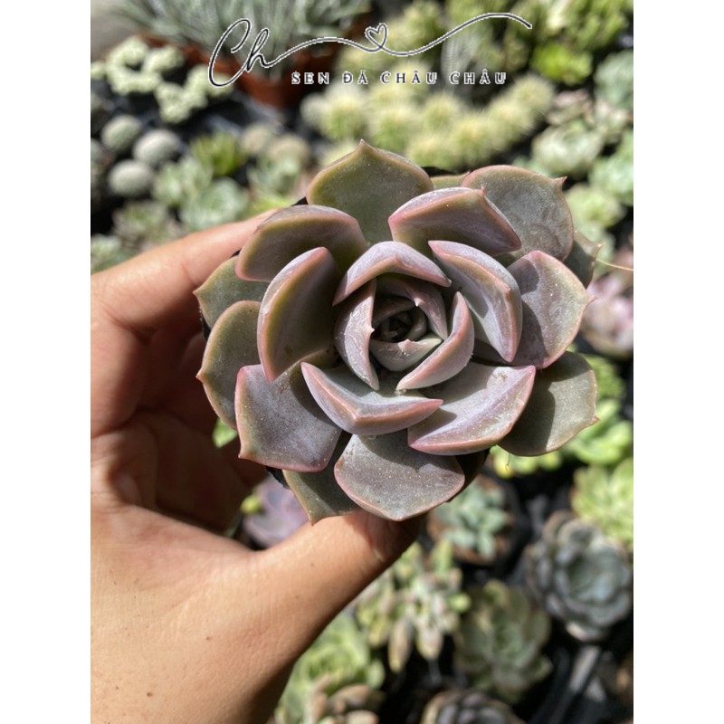 Sen đá Liên Đài Hồng 5cm